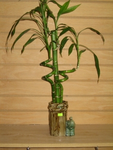 bamboo10