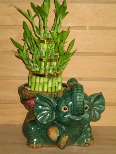 bamboo6