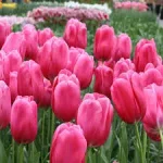 EasterTulipPlantPink