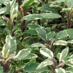 Herb.Sage