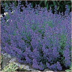 Herb - Catnip