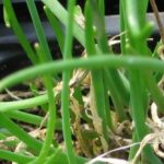 Herb - Chives
