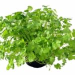 Herb - Cilantro