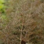 Herb - Fennel