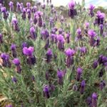Herb - Lavender