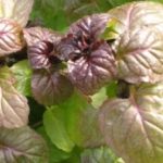Herb - Mint