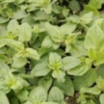 Herb - Oregano