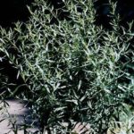 Herb - Tarragon