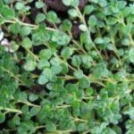 Herb - Thyme