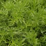 Herbs - Chamomile