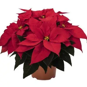 Poinsettia Red