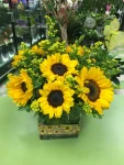 Sunflower7