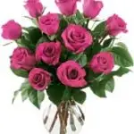 VD Hot Pink Roses 12