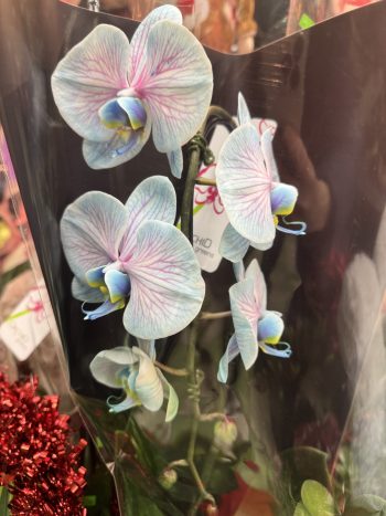 Orchid Plant-Blue&Pink