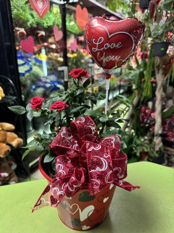 Red Rose Plant & Balloon