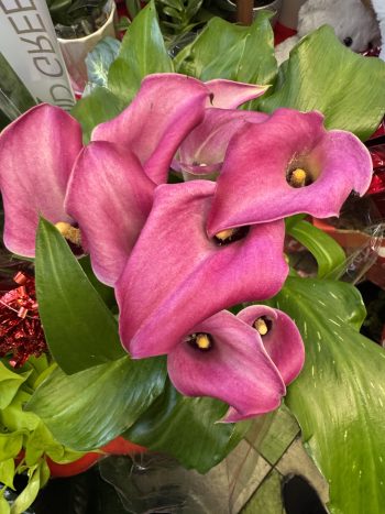 VD Calla Lily Plant-Pink