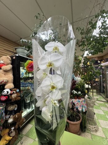 Orchid White