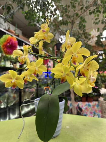 Orchid Yellow Spiral