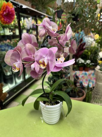 Orchid Lavender Spiral