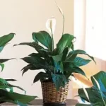SympPlantSpathSmall